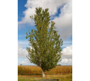 POPULUS alba 'Pyramidalis'