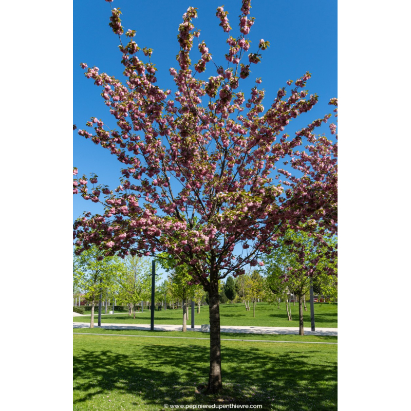 PRUNUS serrulata 'Kanzan' - Printemps