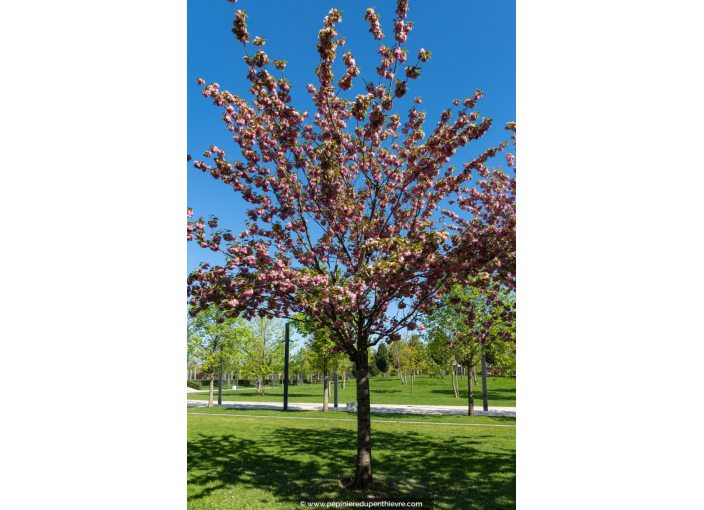 PRUNUS serrulata 'Kanzan' - Printemps