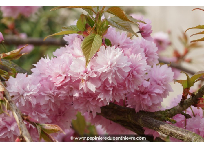 PRUNUS serrulata 'Kiku Shidare Zakura'