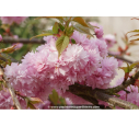 PRUNUS serrulata 'Kiku Shidare Zakura'