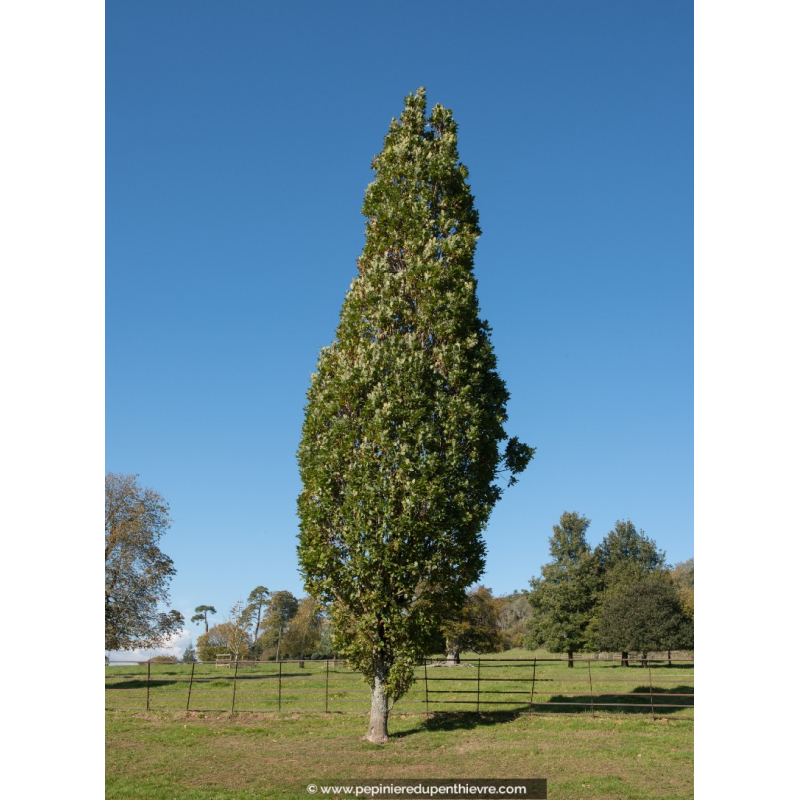 QUERCUS robur 'Fastigiata'