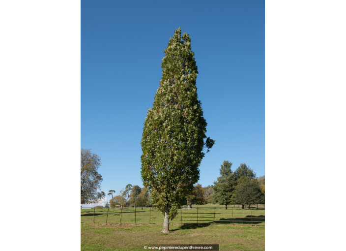 QUERCUS robur 'Fastigiata'