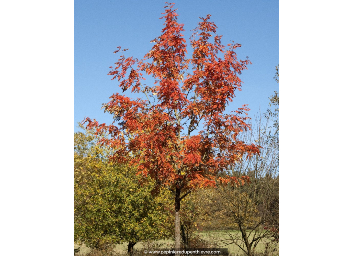 SORBUS domestica