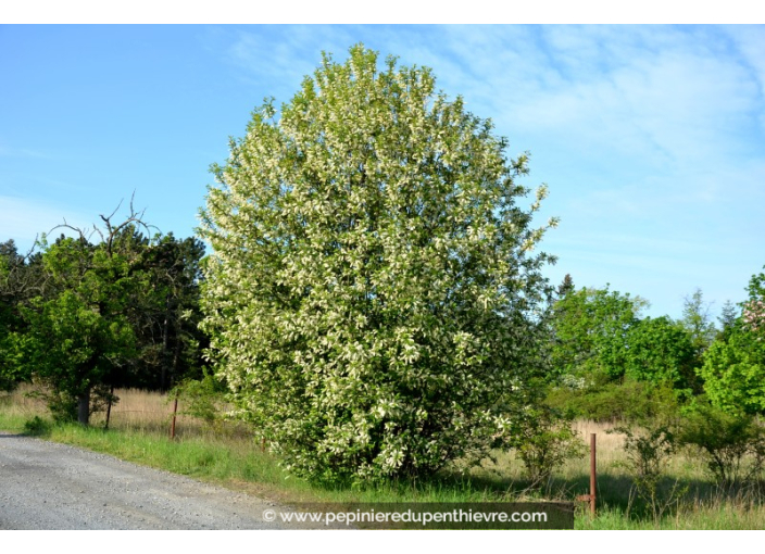 PRUNUS padus