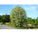 PRUNUS padus PRUNUS padus
