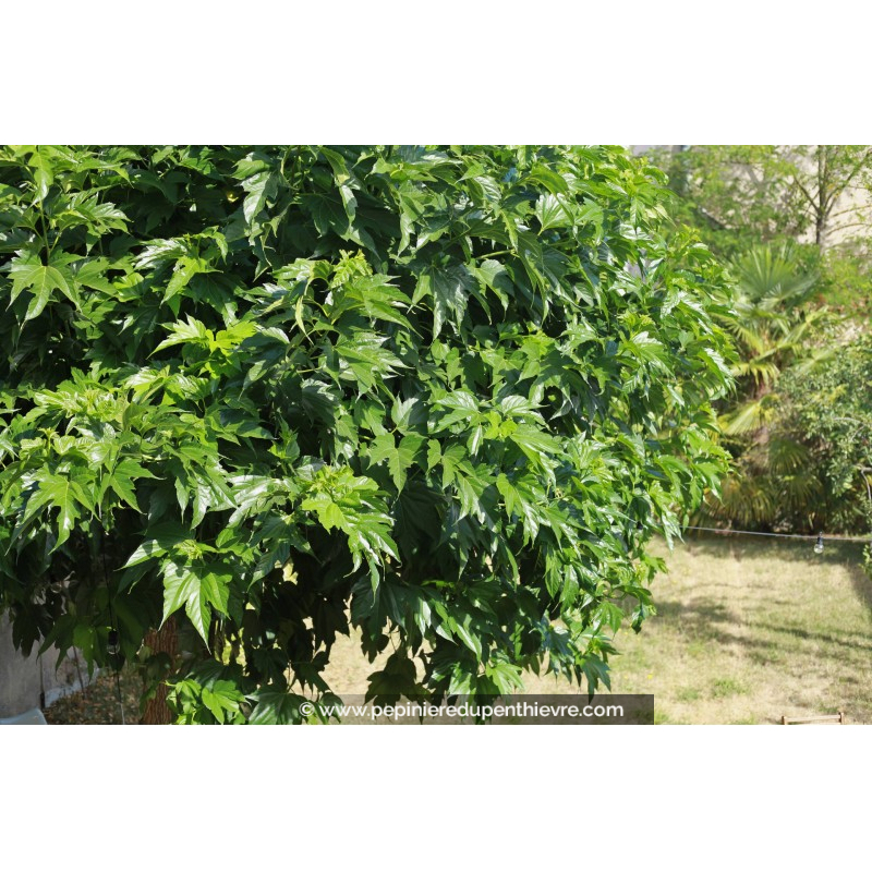 MORUS bombycis fruitless