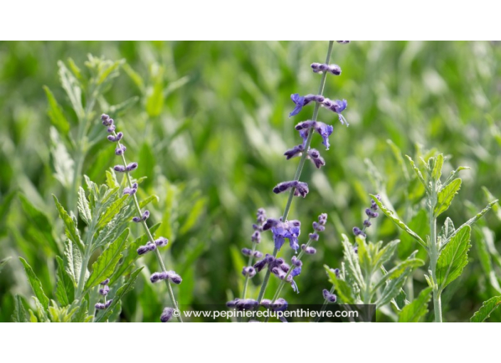 PEROVSKIA atriplicifolia 'Little Spire'®