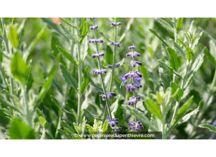 PEROVSKIA atriplicifolia 'Little Spire'®