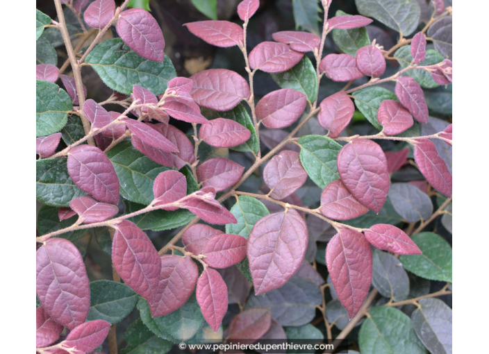 LOROPETALUM chinense 'Fire Dance'