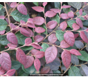 LOROPETALUM chinense 'Fire Dance'