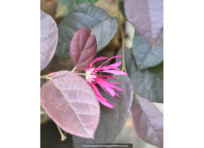 LOROPETALUM chinense 'Fire Dance'