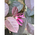 LOROPETALUM chinense 'Fire Dance'
