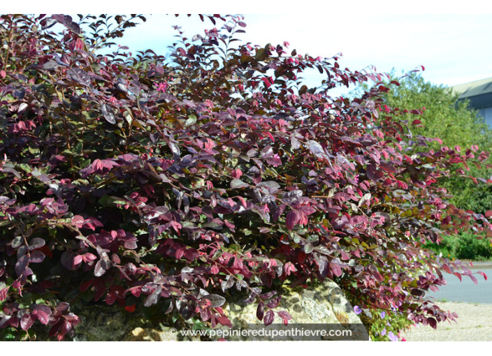 LOROPETALUM chinense 'Fire Dance'