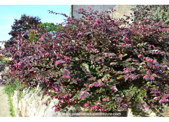 LOROPETALUM chinense 'Fire Dance'