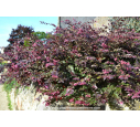LOROPETALUM chinense 'Fire Dance'
