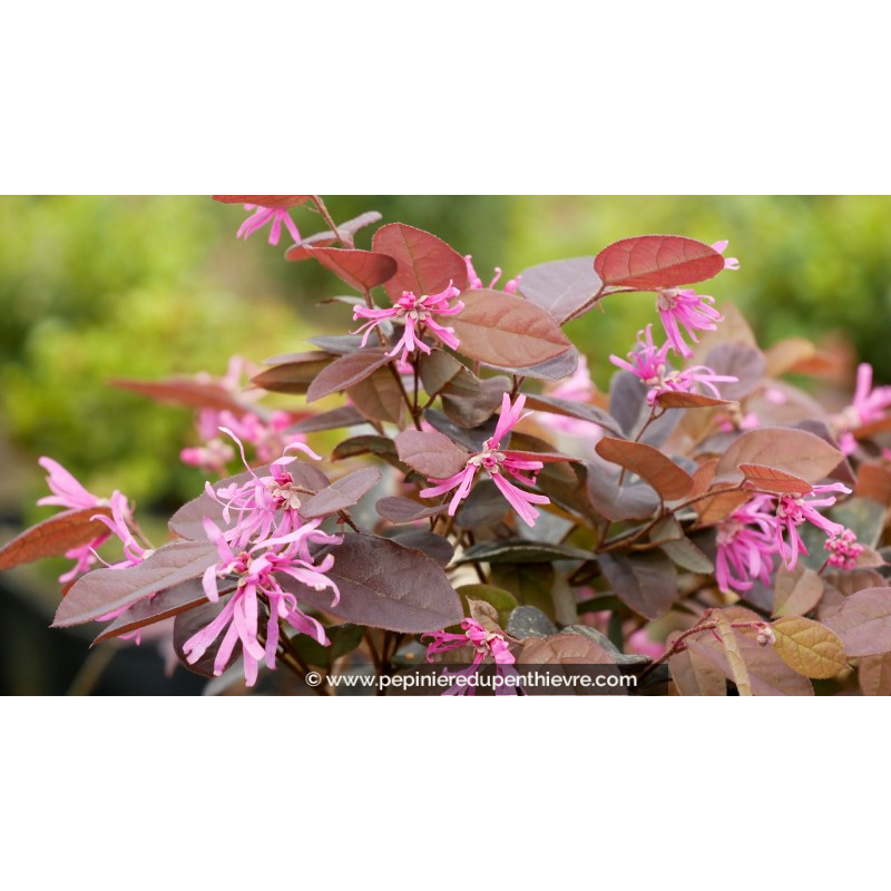 LOROPETALUM chinense 'Fire Dance'