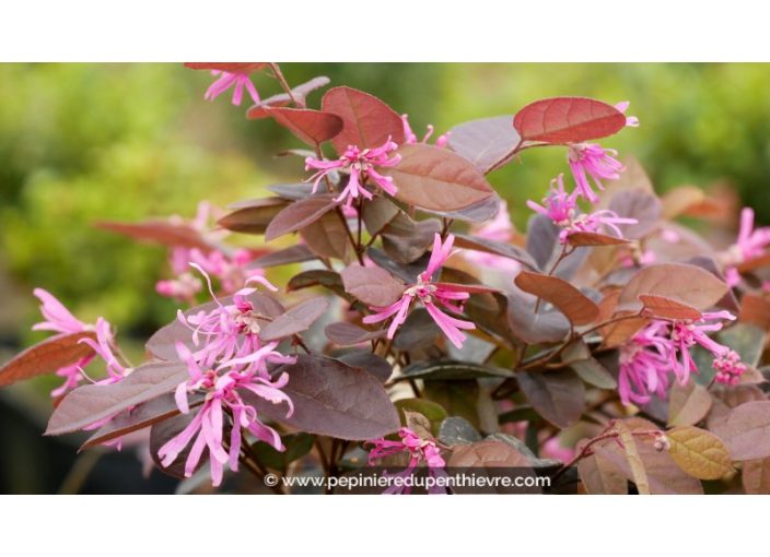 LOROPETALUM chinense 'Fire Dance'