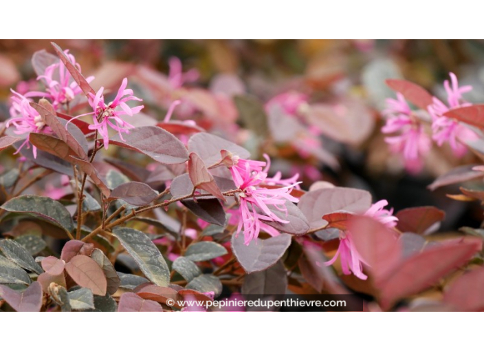 LOROPETALUM chinense 'Fire Dance'