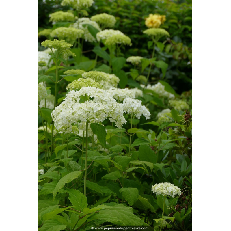 HYDRANGEA arborescens 'Annabelle'