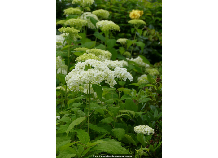 HYDRANGEA arborescens 'Annabelle'