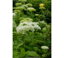 HYDRANGEA arborescens 'Annabelle'
