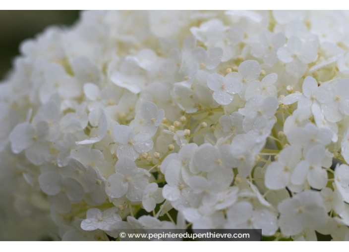 HYDRANGEA arborescens 'Annabelle'