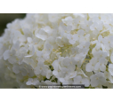 HYDRANGEA arborescens 'Annabelle'