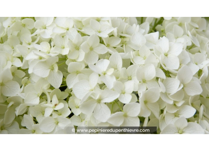 HYDRANGEA arborescens 'Annabelle'