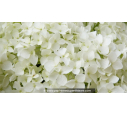 HYDRANGEA arborescens 'Annabelle'