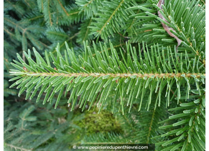 ABIES nordmanniana ABIES nordmanniana