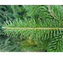 ABIES nordmanniana ABIES nordmanniana