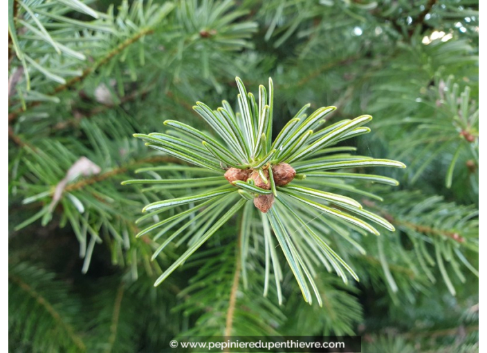 ABIES nordmanniana ABIES nordmanniana