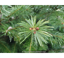 ABIES nordmanniana ABIES nordmanniana