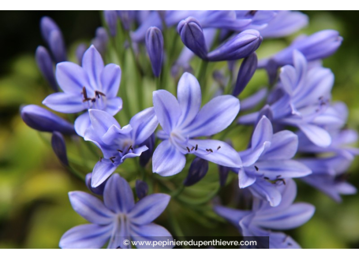 AGAPANTHUS umbellatus 'Blue'
