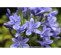 AGAPANTHUS umbellatus 'Blue'