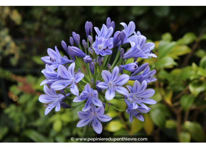 AGAPANTHUS umbellatus 'Blue'