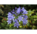 AGAPANTHUS umbellatus 'Blue'