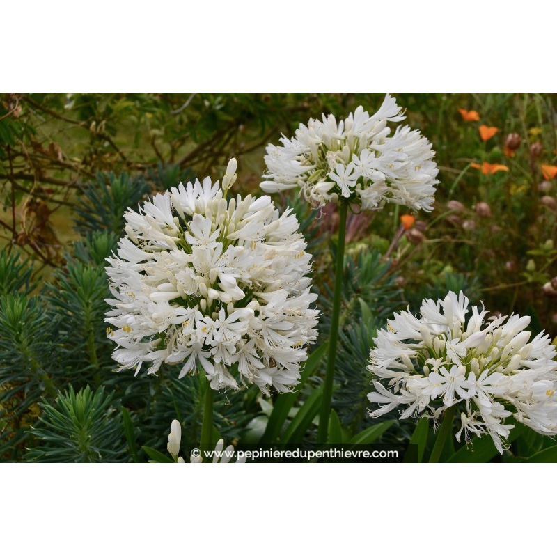 AGAPANTHUS umbellatus 'Albus'