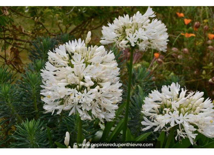 AGAPANTHUS umbellatus 'Albus'