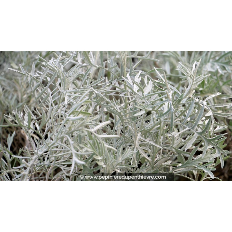 SENECIO cineraria