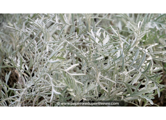 SENECIO cineraria