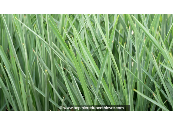 DIANELLA revoluta 'Coolvista'®