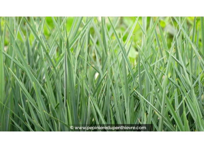 DIANELLA revoluta 'Coolvista'®