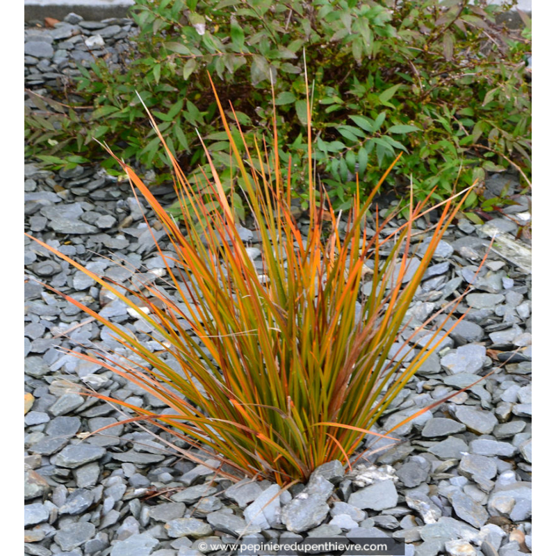 LIBERTIA peregrinans