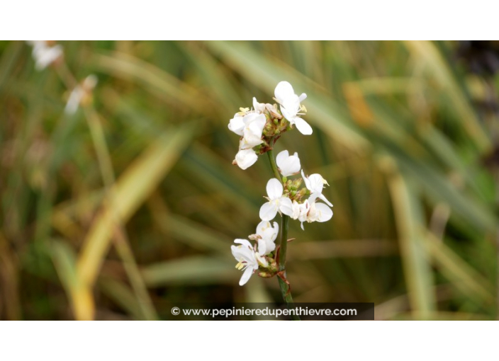 LIBERTIA peregrinans