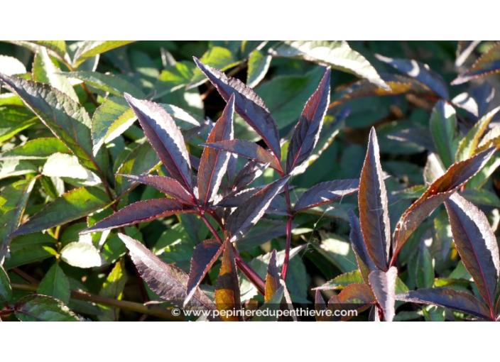 SAMBUCUS nigra 'Black Beauty'