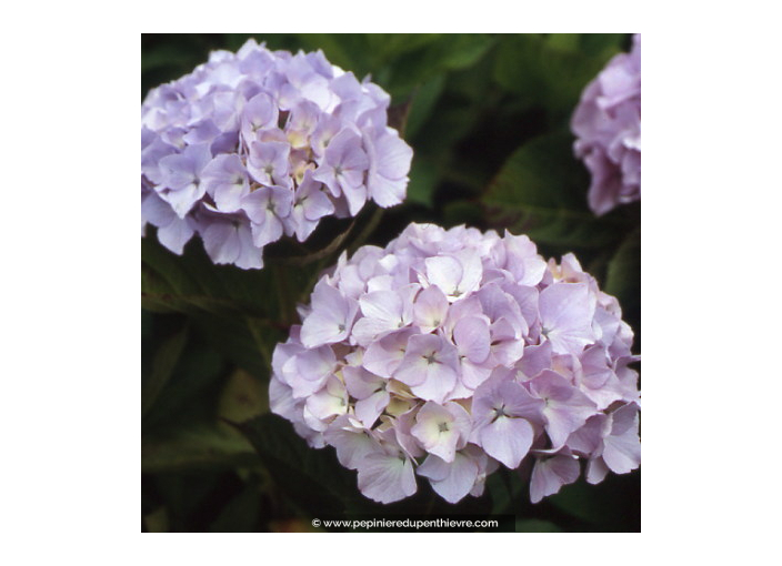 HYDRANGEA macrophylla 'Madame Plumecoq'
