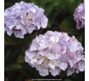 HYDRANGEA macrophylla 'Madame Plumecoq'