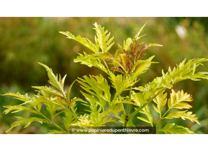 SAMBUCUS racemosa 'Sutherland Gold'